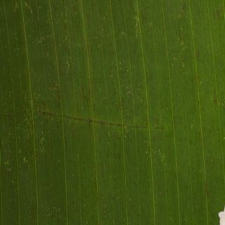 Sušený extrakt z listů banaby